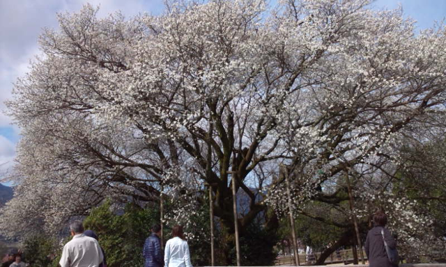 桜