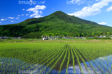 田植え後