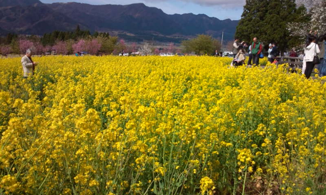 菜の花